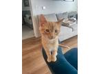 Dennis, Domestic Longhair For Adoption In Salt Lake City, Utah