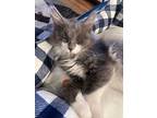 Mimi, Domestic Longhair For Adoption In Salt Lake City, Utah