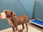 Hermikey, American Pit Bull Terrier For Adoption In Wilson, North Carolina