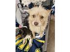 Sugar, Jack Russell Terrier For Adoption In Deerfield, Wisconsin