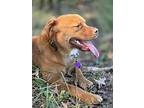 Trevor, Golden Retriever For Adoption In Warrenton, Virginia