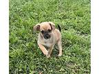 Charlie, Dachshund For Adoption In Ocala, Florida