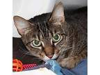 Remington, Domestic Shorthair For Adoption In Richmond, Virginia