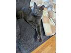 Popcorn, Domestic Shorthair For Adoption In Pawtucket, Rhode Island