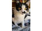 Lucy, Domestic Shorthair For Adoption In Pawtucket, Rhode Island
