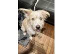 Benny, Terrier (unknown Type, Medium) For Adoption In Greenlawn, New York