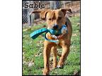 Sable, Labrador Retriever For Adoption In Shippenville, Pennsylvania