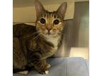 Evanescence, Domestic Shorthair For Adoption In Merriam, Kansas