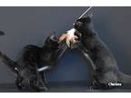 Columbia, Domestic Shorthair For Adoption In Newland, North Carolina