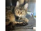 Roxie, Domestic Shorthair For Adoption In Merriam, Kansas