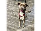 Molly, Labrador Retriever For Adoption In Vancouver, British Columbia