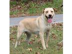 Lyla 40731, Labrador Retriever For Adoption In Prattville, Alabama