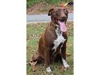 Lanie 40730, Labrador Retriever For Adoption In Prattville, Alabama