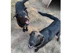 Abbi, Retriever (unknown Type) For Adoption In Fond Du Lac, Wisconsin