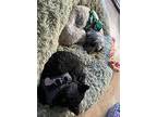 Spartacus, Schnauzer (standard) For Adoption In Palm Desert, California