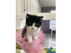 Dexter, Domestic Shorthair For Adoption In Medford, Wisconsin