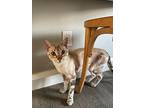 Jackson, Bengal For Adoption In Oceanside, California