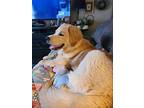 Maris Piper, Golden Retriever For Adoption In Kiowa, Oklahoma