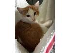 Spikes, Domestic Shorthair For Adoption In Forest Lake, Minnesota