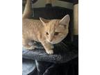 Pixy, Domestic Shorthair For Adoption In Forest Lake, Minnesota