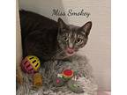 Miss Smokey, Domestic Shorthair For Adoption In Naugatuck, Connecticut