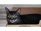 Ursula, Domestic Mediumhair For Adoption In Surrey, British Columbia