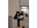 Malcolm, Domestic Shorthair For Adoption In Burlington, Vermont