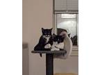 Button, Domestic Shorthair For Adoption In Burlington, Vermont