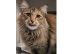 Pancake, Domestic Mediumhair For Adoption In Fruit Heights, Utah