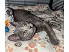 Sterling, Domestic Shorthair For Adoption In Virginia Beach, Virginia