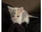Witch, Domestic Shorthair For Adoption In Fruit Heights, Utah