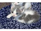Ghoul, Domestic Shorthair For Adoption In Fruit Heights, Utah