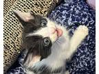 Goblin, Domestic Shorthair For Adoption In Fruit Heights, Utah