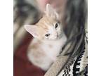 Banshee, Domestic Shorthair For Adoption In Fruit Heights, Utah