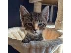 Leland, Domestic Shorthair For Adoption In Yankton, South Dakota
