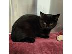 Andromeda, Domestic Shorthair For Adoption In Yankton, South Dakota