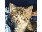 Peter, Domestic Shorthair For Adoption In Yankton, South Dakota