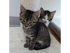 Tiny Tim, Domestic Shorthair For Adoption In Yankton, South Dakota
