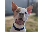 Thunder, American Staffordshire Terrier For Adoption In Yankton, South Dakota