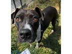 Mazie, Labrador Retriever For Adoption In Evergreen, Colorado