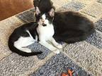 Benny, Domestic Shorthair For Adoption In Colmar, Pennsylvania