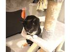 Nellie, Domestic Shorthair For Adoption In Minneapolis, Minnesota