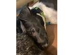 Emmaline, Retriever (unknown Type) For Adoption In Minneapolis, Minnesota