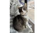 Nina, Domestic Shorthair For Adoption In Tucson, Arizona