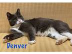 Denver, Domestic Shorthair For Adoption In Wilson, North Carolina