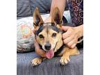 Scrappy, Miniature Pinscher For Adoption In Canterbury, Connecticut
