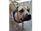 Bubs, American Pit Bull Terrier For Adoption In Germantown, Ohio