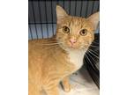 Chef, Domestic Shorthair For Adoption In Fremont, Nebraska