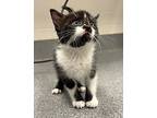 Baaa, Domestic Shorthair For Adoption In Sheboygan, Wisconsin