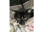 Kismet, Domestic Shorthair For Adoption In Dickson, Tennessee
